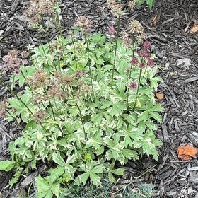 Photo of the plant species Globeflower by @BossSeaaster13 named Athena on Greg, the plant care app