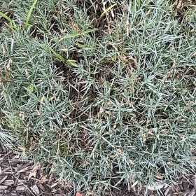 Photo of the plant species Italian Strawflower by @BossSeaaster13 named Bodhi on Greg, the plant care app