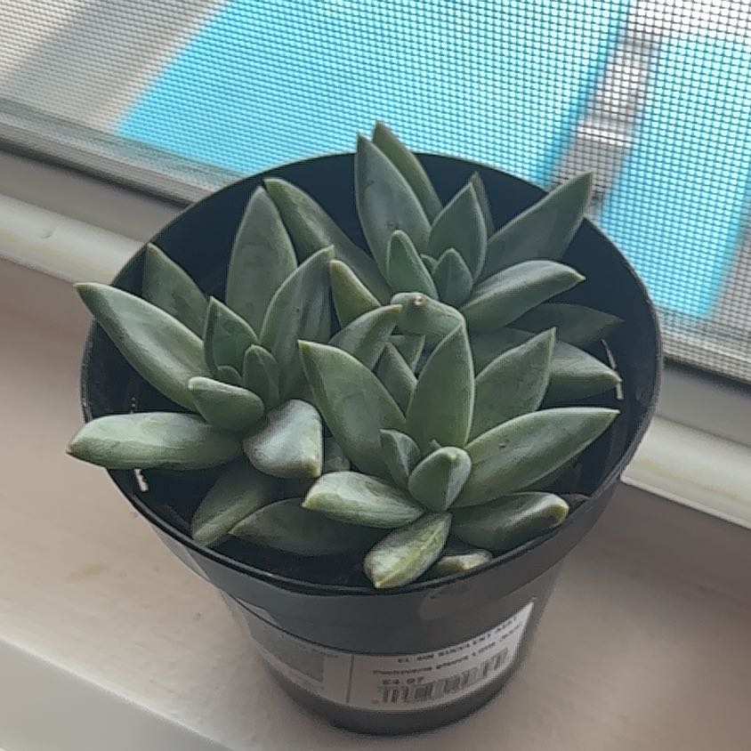 Photo of the plant species Pachyveria glauca 'Little Jewel' by @JovialRedsky48 named Kendall on Greg, the plant care app