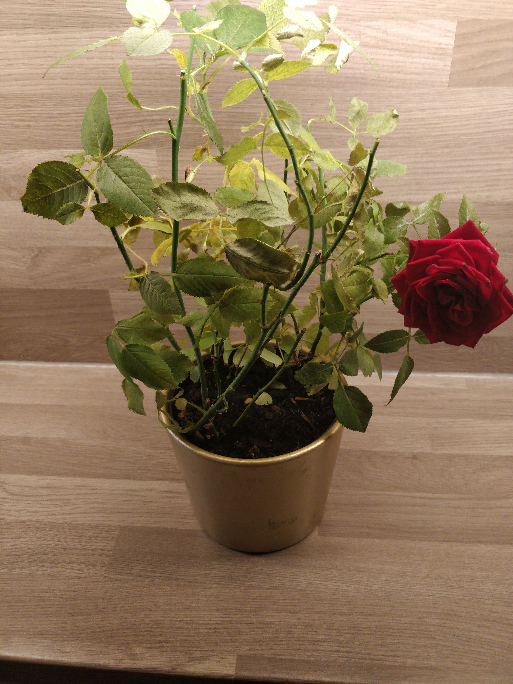 Photo from the post