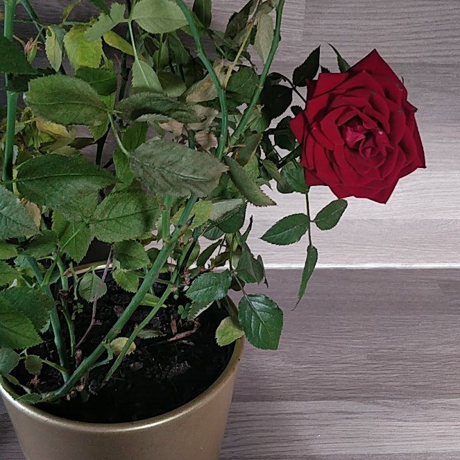 Rose