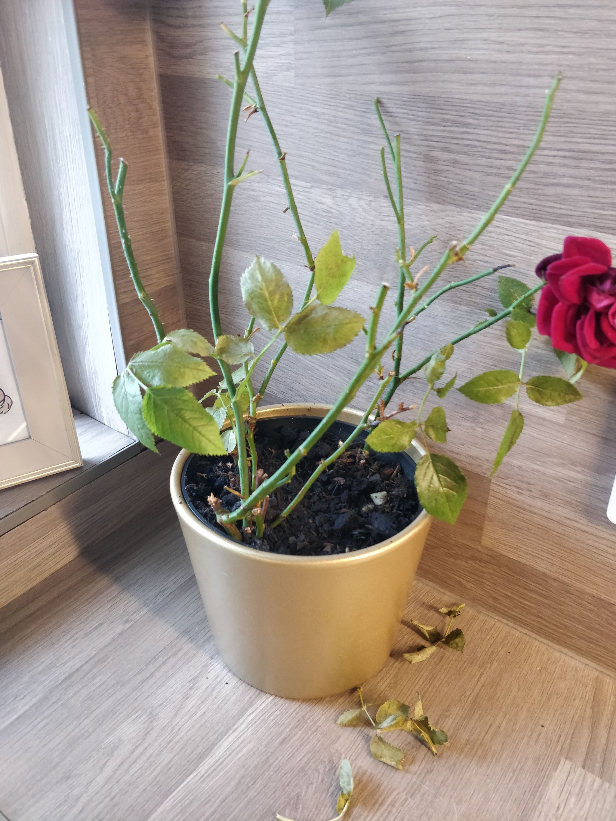 Photo from the post