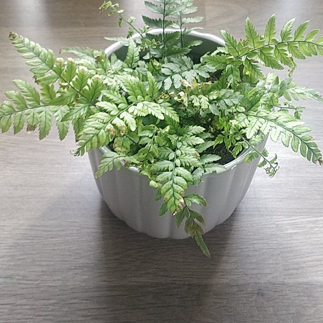 Photo of the plant species Victoria Lady Fern by @plantLadyoJxx named Queen Victoria on Greg, the plant care app