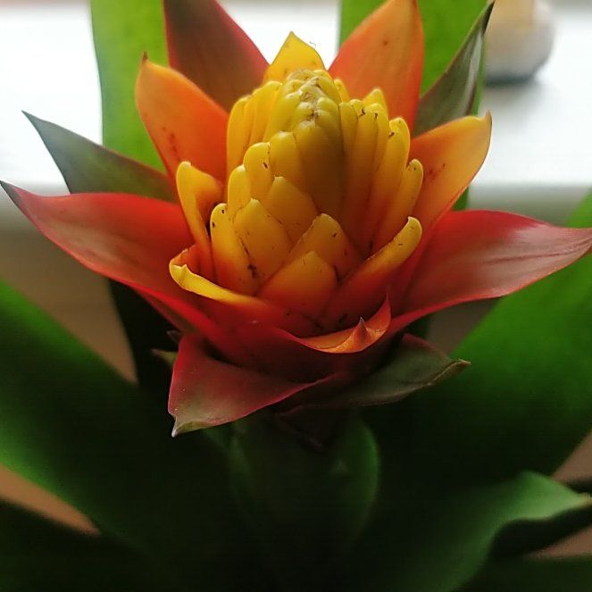 Photo of the plant species Guzmania Bromeliad by @plantLadyoJxx named Taz on Greg, the plant care app