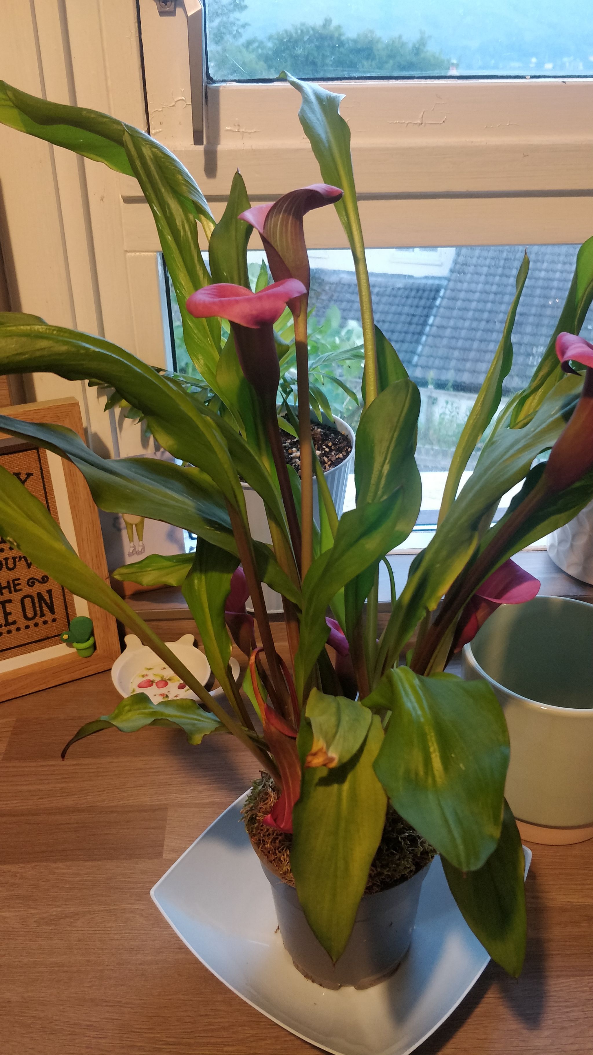 Photo from the post