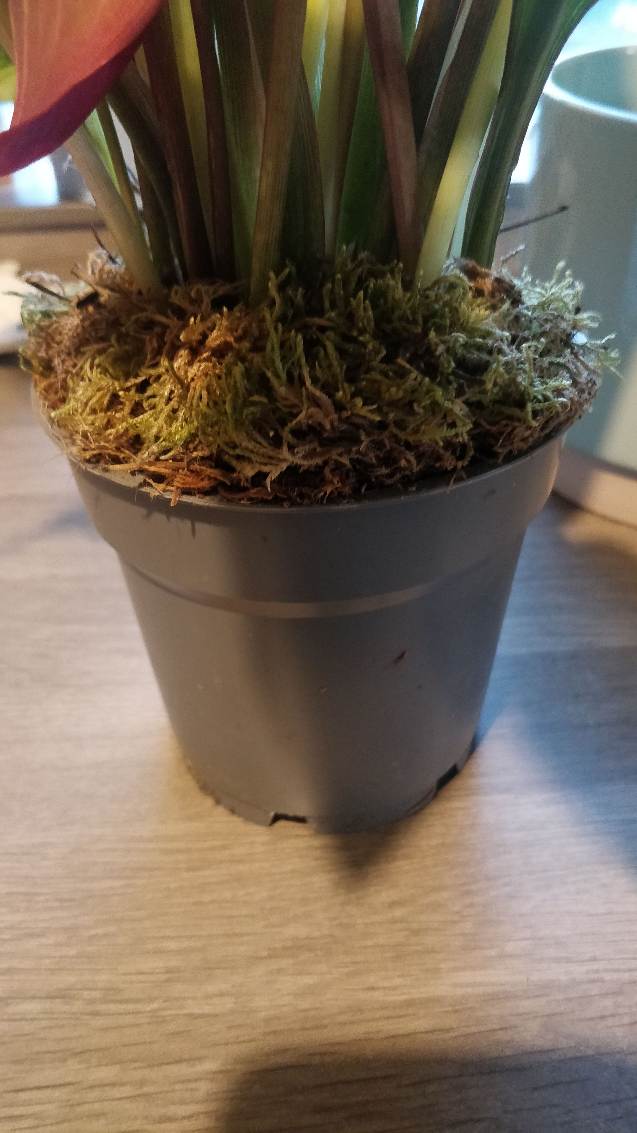 Photo from the post