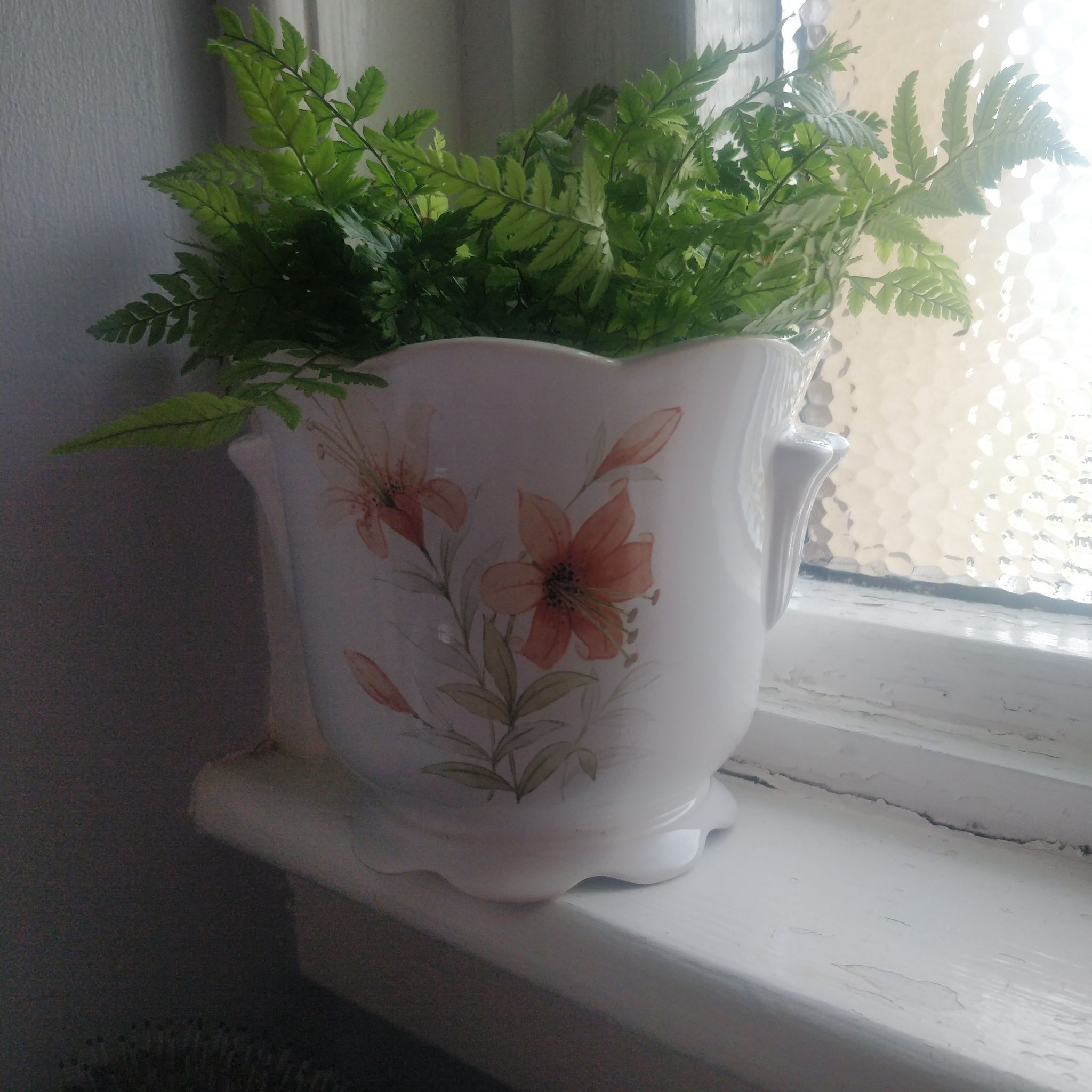Photo of the plant species Victoria Lady Fern by @plantLadyoJxx named Queen Victoria on Greg, the plant care app