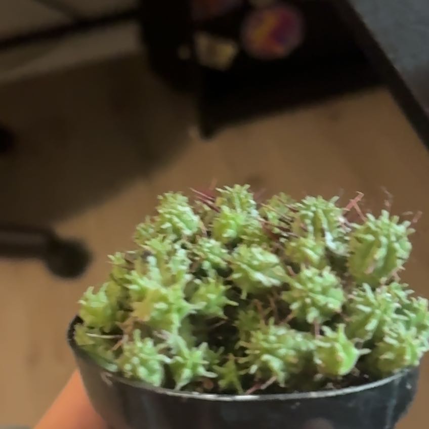 Photo of the plant species Euphorbia 'Green Elf Cristata' by @GoldBilberry94 named Buddy on Greg, the plant care app