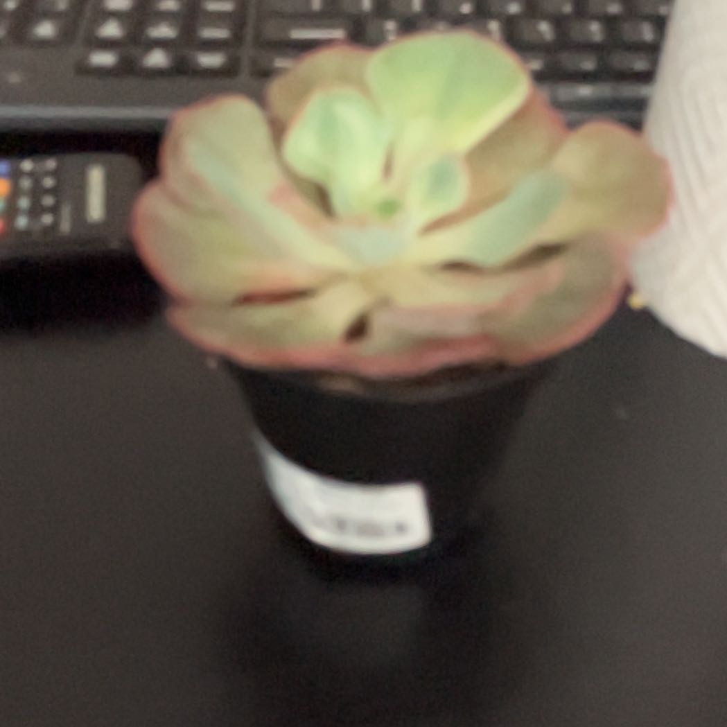 Photo of the plant species Echeveria 'Persia' by @UberLilliput named Clooney on Greg, the plant care app