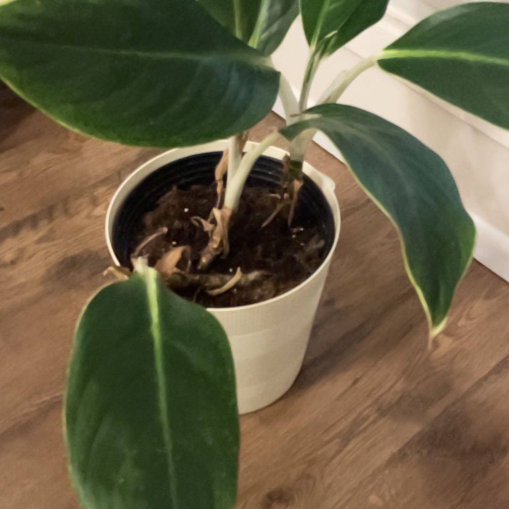 Photo of the plant species Aglaonema by @UberLilliput named Marley on Greg, the plant care app