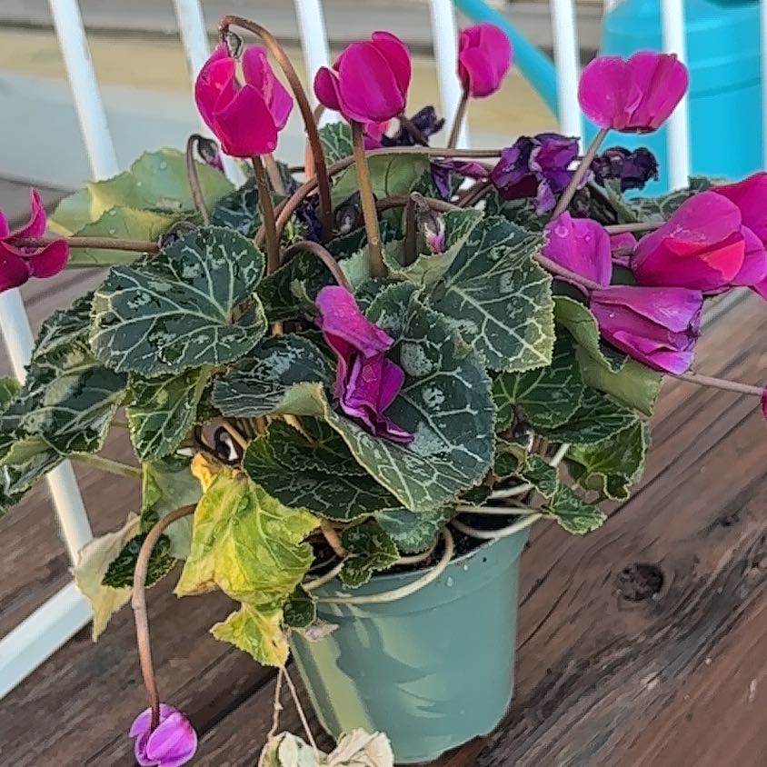 Photo of the plant species Spring Sowbread by @DapperOrrisroot named Pax on Greg, the plant care app