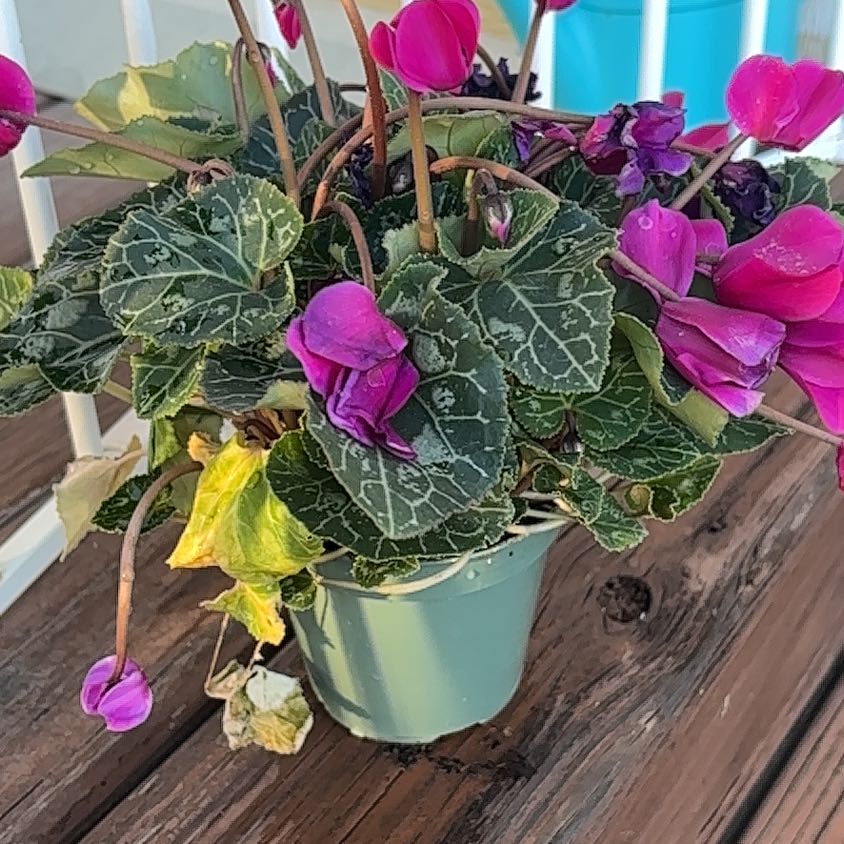 Photo of the plant species Spring Sowbread by @DapperOrrisroot named Fernie Mac on Greg, the plant care app