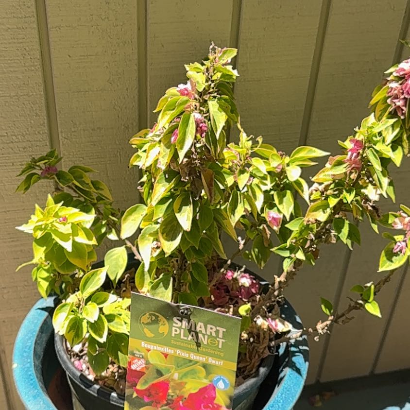 Photo of the plant species Bougainvillea Pixie Queen Dwarf by @CongenialKaro68 named Bruce Lee on Greg, the plant care app