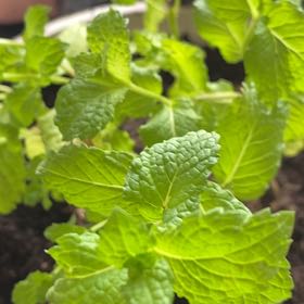Photo of the plant species Mojito by @Dsnelljr named Mom’s Mojito on Greg, the plant care app