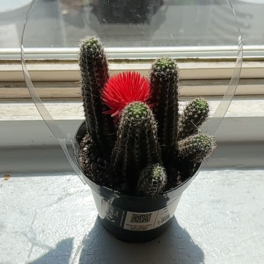Photo of the plant species Fendler's Hedgehog Cactus by @SirRichweed87 named Bobo on Greg, the plant care app