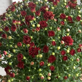 Photo of the plant species Carnation Clover by @TitanicOmnom99 named Baesil on Greg, the plant care app
