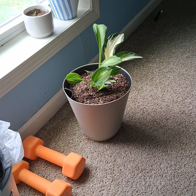 Photo of the plant species Hosta 'Vulcan' by @HipPansy91 named Anne on Greg, the plant care app