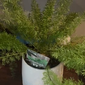 Photo of the plant species Variegated Foxtail Fern by @YesGreenice32 named Surya on Greg, the plant care app