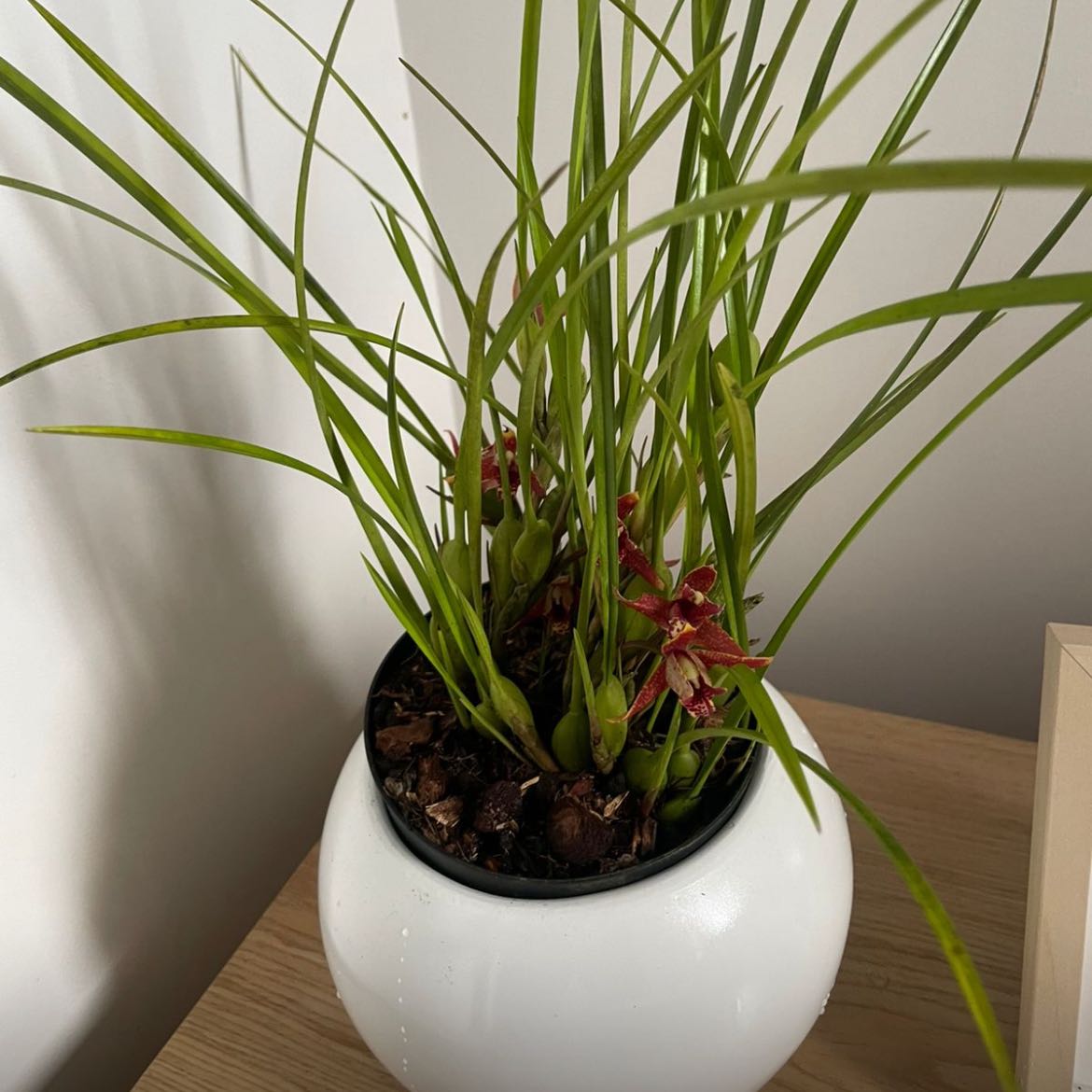 Photo of the plant species Coconut Orchid by @AnaSopía named Wall-E on Greg, the plant care app