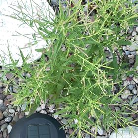 Photo of the plant species Purpleleaf Willowherb by @QuemefulPlanera named Nithin on Greg, the plant care app