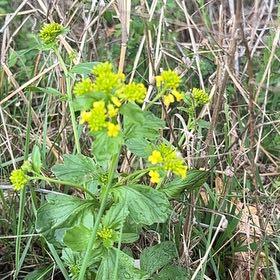 Photo of the plant species Garden Yellow Rocket by @LucidRedbean94 named Fernie Mercury on Greg, the plant care app