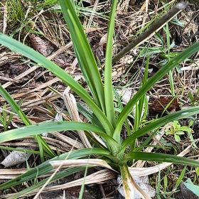 Photo of the plant species Earth Almond by @LucidRedbean94 named Gaga on Greg, the plant care app