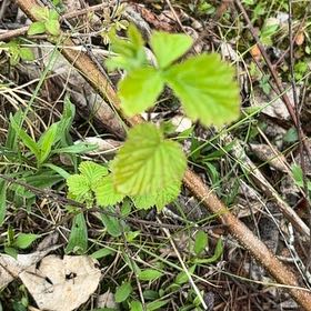 Photo of the plant species Arrowwood Viburnum by @LucidRedbean94 named Huckleberry Fern on Greg, the plant care app