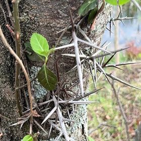 Photo of the plant species Common Honeylocust by @LucidRedbean94 named Anne on Greg, the plant care app