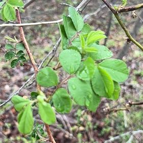 Photo of the plant species Sicklepod by @LucidRedbean94 named Maya on Greg, the plant care app