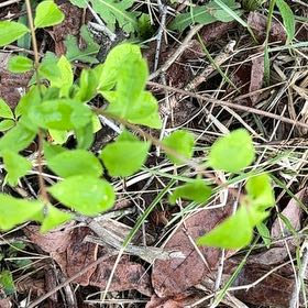 Photo of the plant species Chinese Privet by @LucidRedbean94 named Messi on Greg, the plant care app