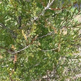 Photo of the plant species Ashe Juniper by @LucidRedbean94 named Delilah on Greg, the plant care app