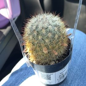Photo of the plant species Mammillaria decipiens by @BigBasil23 named Joe on Greg, the plant care app