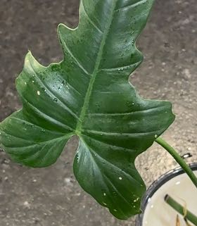 Photo of the plant species Philo Golden Dragon by @TolerantLilac41 named Gaga on Greg, the plant care app