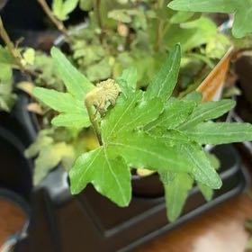 Photo of the plant species Pixie Dixie Ivy by @TolerantLilac41 named Kobe on Greg, the plant care app