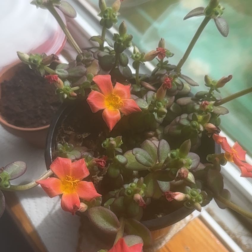 Photo of the plant species Mojave Tangerine Purslane by @SharpXylococcus named LiloStitch on Greg, the plant care app