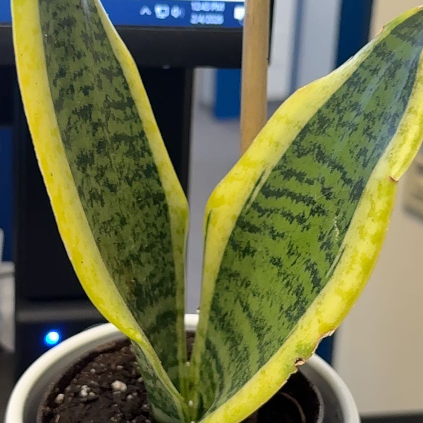 Photo of the plant species Futura Superba Snake Plant by @SavvySmellfox75 named Rainier on Greg, the plant care app