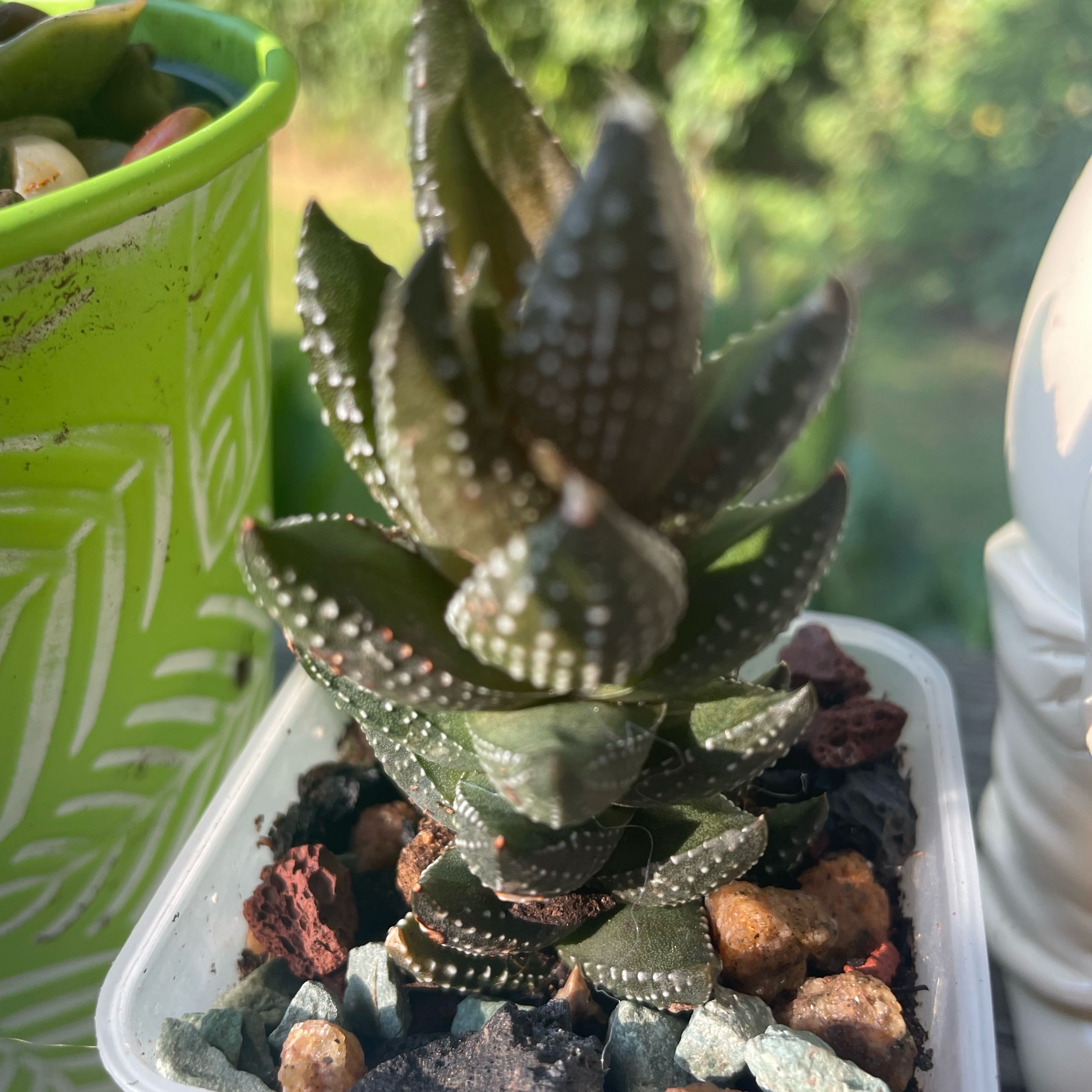 Photo of the plant species Haworthia coarctata f. conspicua by @JazzyDill40 named Stella on Greg, the plant care app