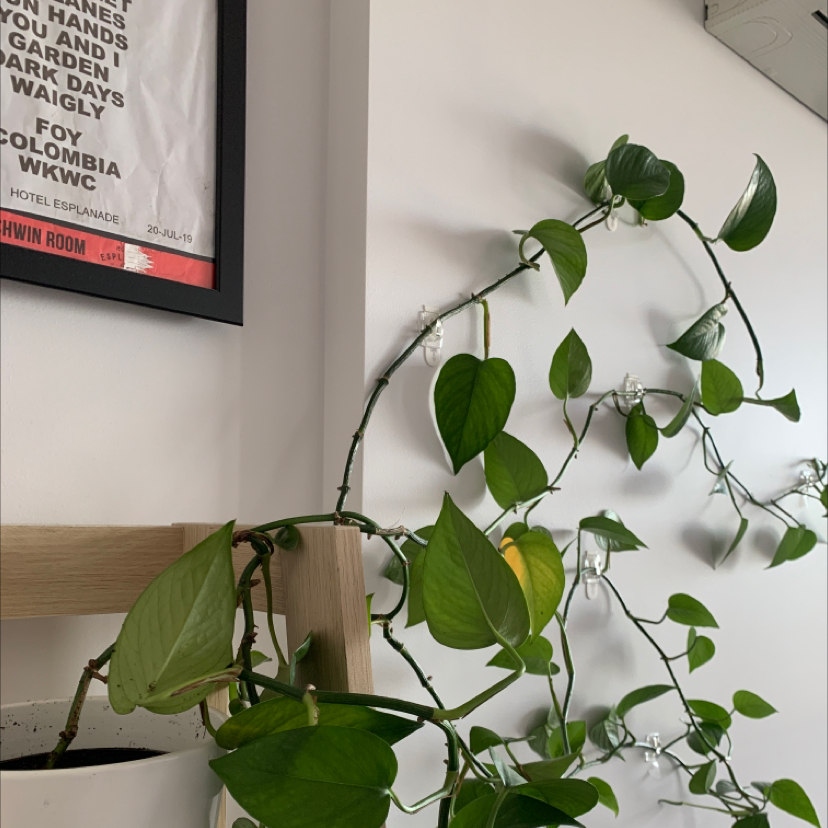 Bookshelf Pothos