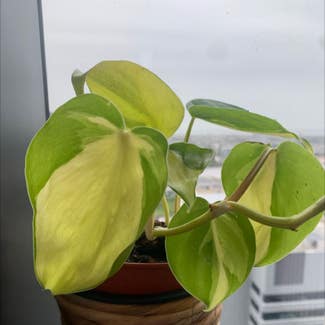 Heartleaf Philodendron plant in Melbourne, Victoria