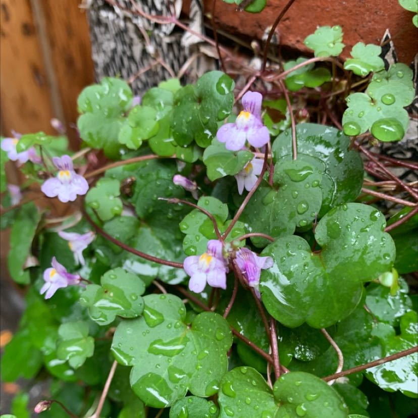 Kenilworth Ivy plant with healthy green leaves and small purple flowers.