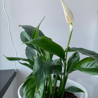 Peace Lily plant in Melbourne, Victoria
