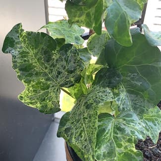 English Ivy plant in Melbourne, Victoria