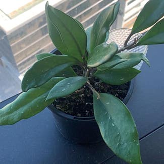 Hoya Pubicalyx plant in Melbourne, Victoria