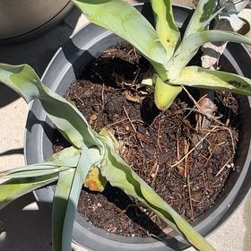 Photo of the plant species Blue-Hyacinth by @FreeMaitake97 named Navajo on Greg, the plant care app