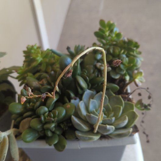 Photo of the plant species Assorted Succulents by @AstuteFanpalm46 named Just the Two on Greg, the plant care app