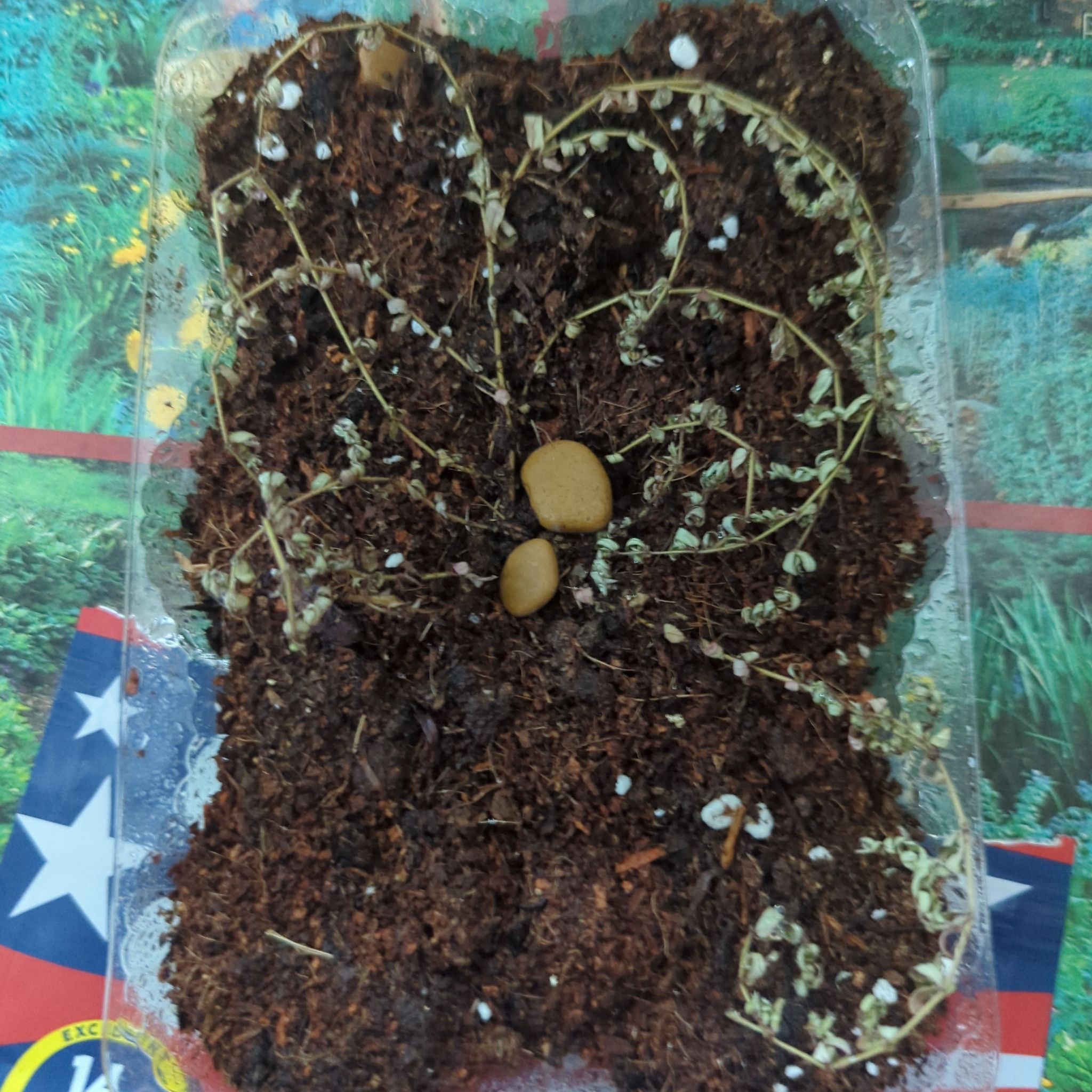 Photo of the plant species Blue Weed by @AstuteFanpalm46 named "Blue Cheese" on Greg, the plant care app