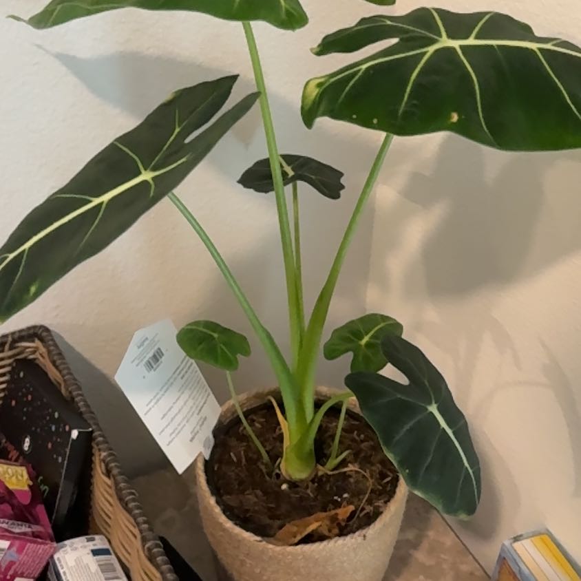 Photo of the plant species Alocasia 'Mythic Frydek' by @YoungTobacco30 named Aristotle on Greg, the plant care app