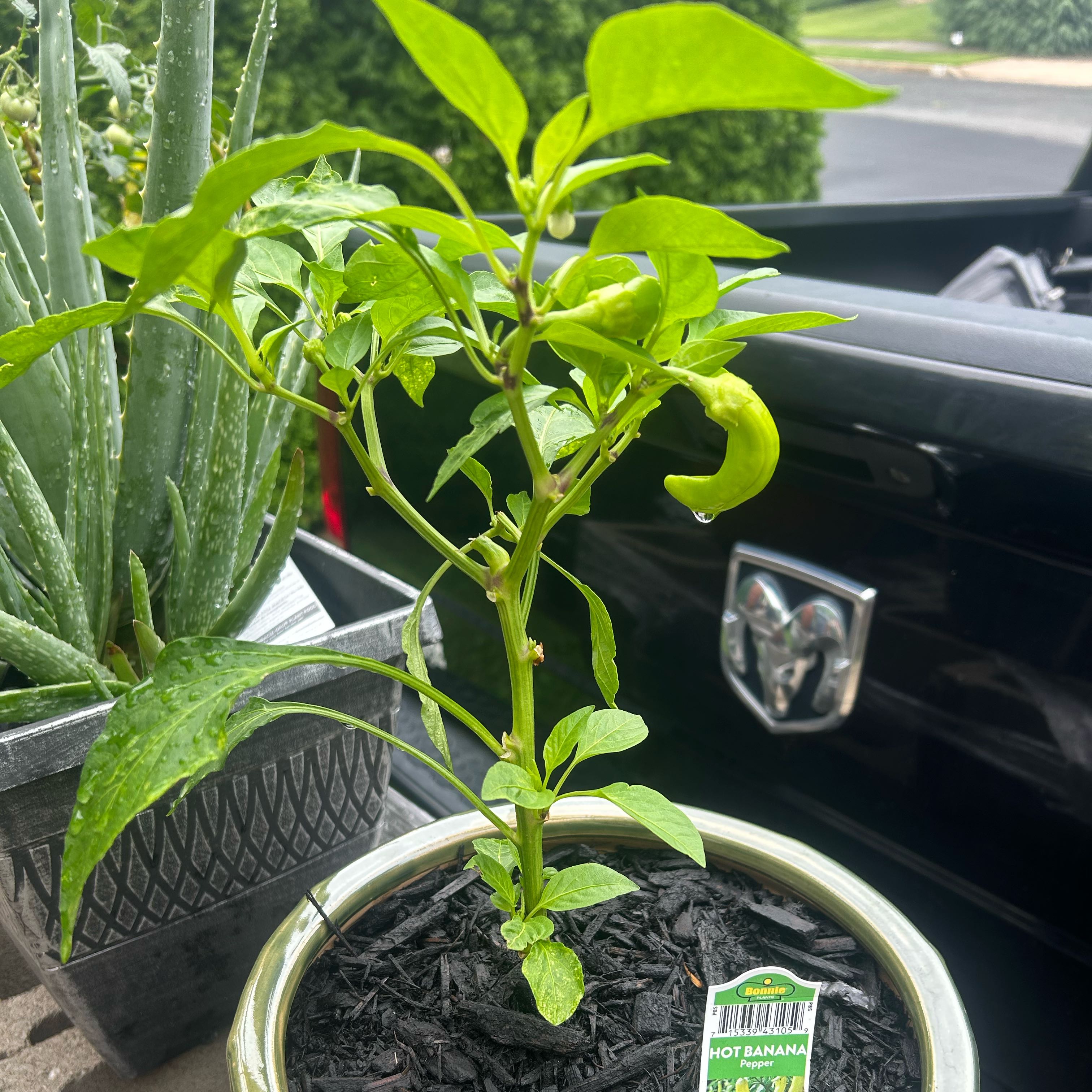 Photo of the plant species Hot Banana Pepper by @Notsosilly named Hot Banana Pepper on Greg, the plant care app