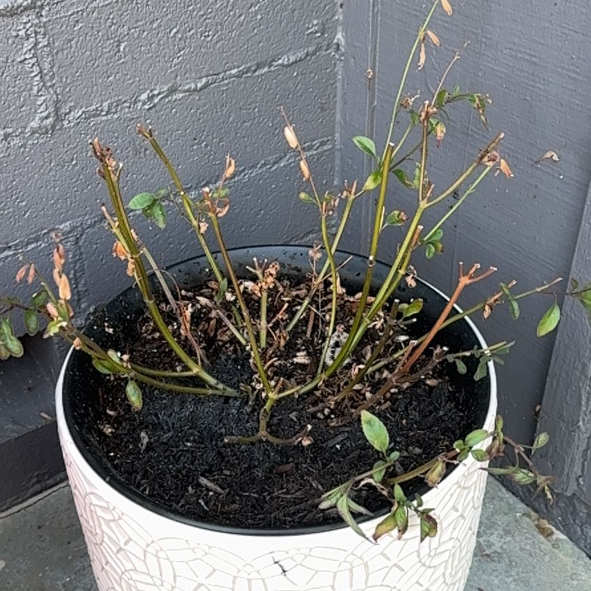 Photo of the plant species Buchanan's Sage by @SaccharineAster named Oscar on Greg, the plant care app