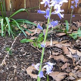 Photo of the plant species Spanish Bluebell by @LadyOfTheLeaves named Madonna on Greg, the plant care app